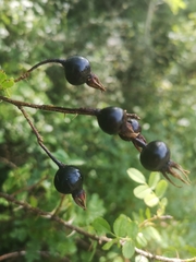 Rosa spinosissima