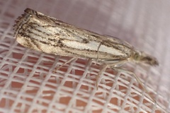 Catoptria falsella