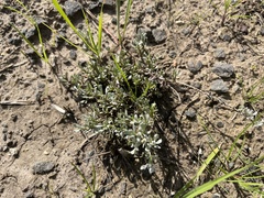 Calocephalus lacteus