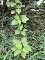 Mallotus repandus