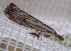 Catoptria falsella