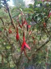Fuchsia