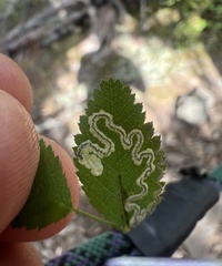 Stigmella anomalella