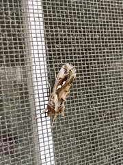 Chrysodeixis argentifera