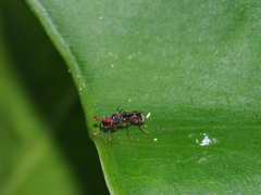 Teleopsis quadriguttata