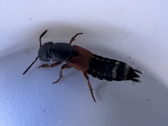 Platydracus stercorarius
