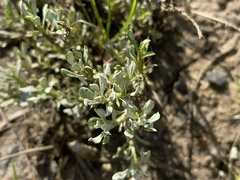 Calocephalus lacteus