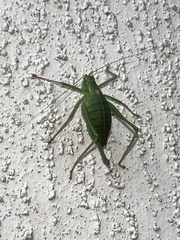 Leptophyes punctatissima