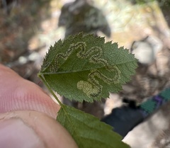 Stigmella anomalella