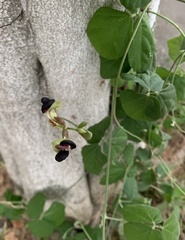 Macroptilium atropurpureum