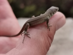 Lacerta trilineata