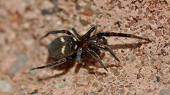 Titanoeca quadriguttata