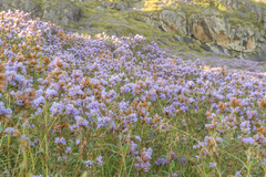 Strobilanthes kunthiana