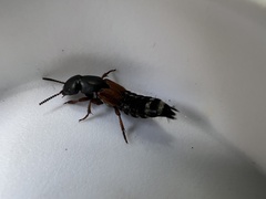 Platydracus stercorarius