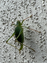 Leptophyes punctatissima