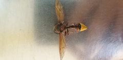 Delta unguiculatum