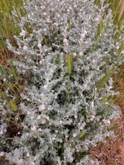 Dissocarpus paradoxus