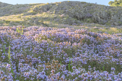Strobilanthes kunthiana