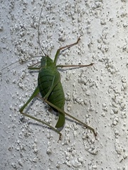 Leptophyes punctatissima