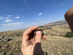 Trachylepis punctatissima