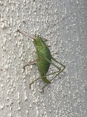 Leptophyes punctatissima