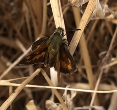 Ochlodes sylvanoides