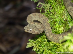 Bothriechis supraciliaris