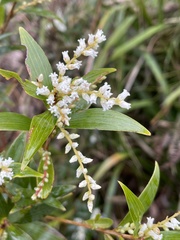 Leucopogon affinis