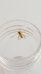 Xanthopimpla rhopaloceros