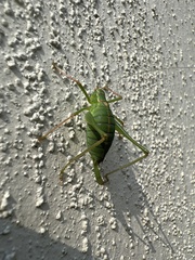 Leptophyes punctatissima