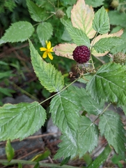 Rubus leucodermis