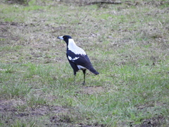 Gymnorhina tibicen
