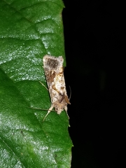 Chrysodeixis includens