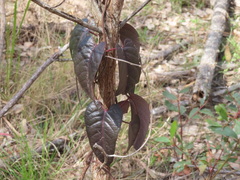 Parsonsia
