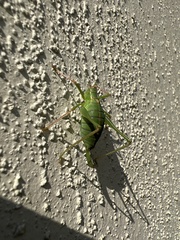 Leptophyes punctatissima