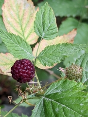 Rubus leucodermis