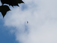 Chrysaeglia magnifica