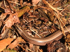 Anguis fragilis