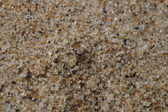 Formica francoeuri
