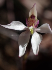 Caladenia alata