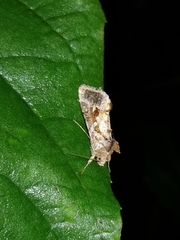 Chrysodeixis includens