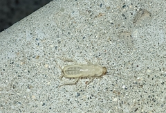 Shelfordella lateralis