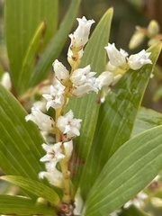 Leucopogon affinis