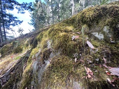 Platanthera transversa