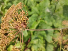 Graphosoma italicum italicum