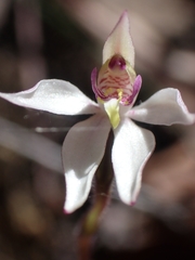 Caladenia alata