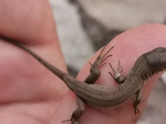 Lacerta trilineata