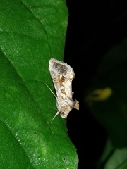 Chrysodeixis includens