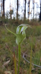 Pterostylis baptistii
