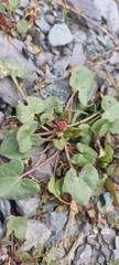 Oxyria digyna